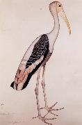 A Painted Stork Zayn AL Din